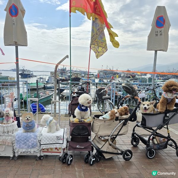 香港節慶，文化躍動！人寵飄色🥳