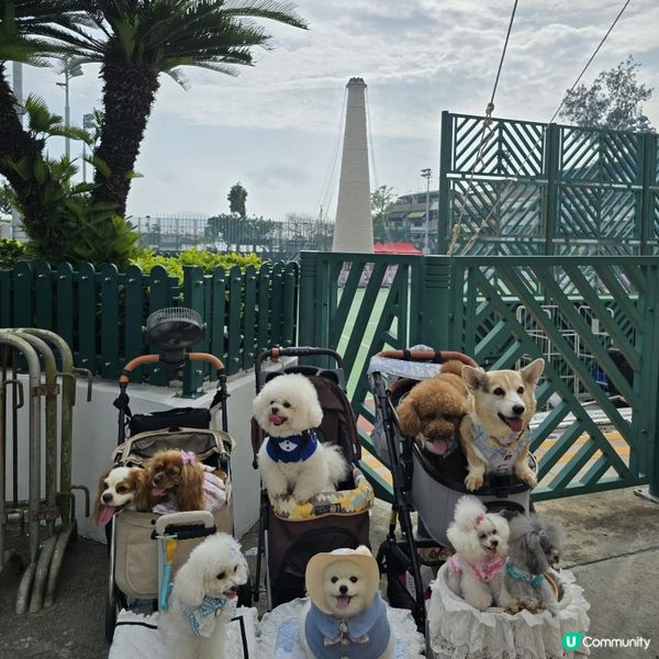 香港節慶，文化躍動！人寵飄色🥳