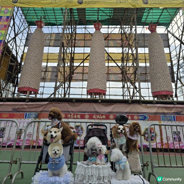 香港節慶，文化躍動！人寵飄色🥳