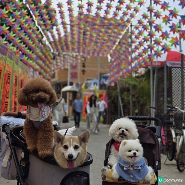 香港節慶，文化躍動！人寵飄色🥳
