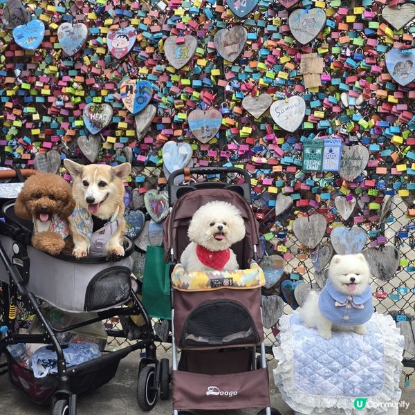 香港節慶，文化躍動！人寵飄色🥳
