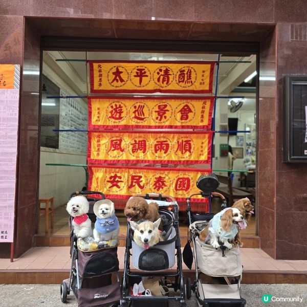 香港節慶，文化躍動！人寵飄色🥳