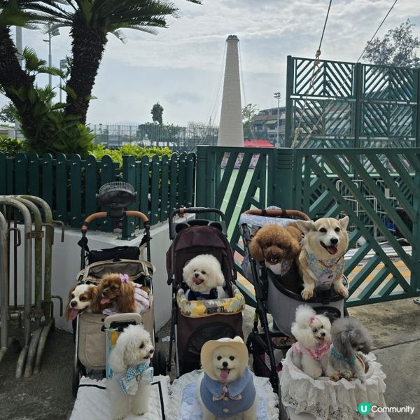 香港節慶，文化躍動！人寵飄色🥳