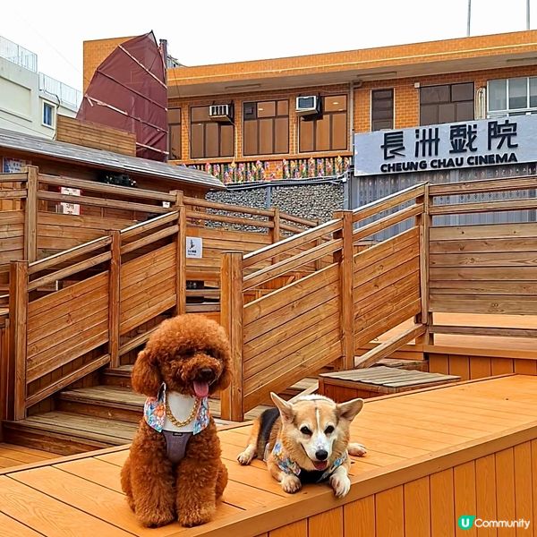 香港節慶，文化躍動！人寵飄色🥳