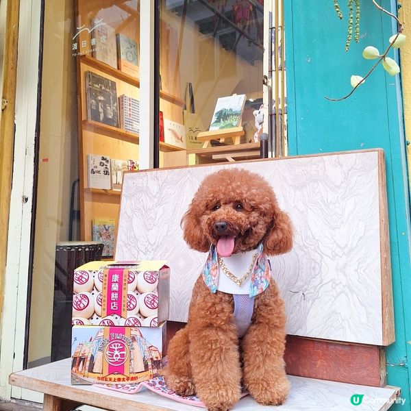 香港節慶，文化躍動！人寵飄色🥳