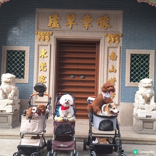 香港節慶，文化躍動！人寵飄色🥳