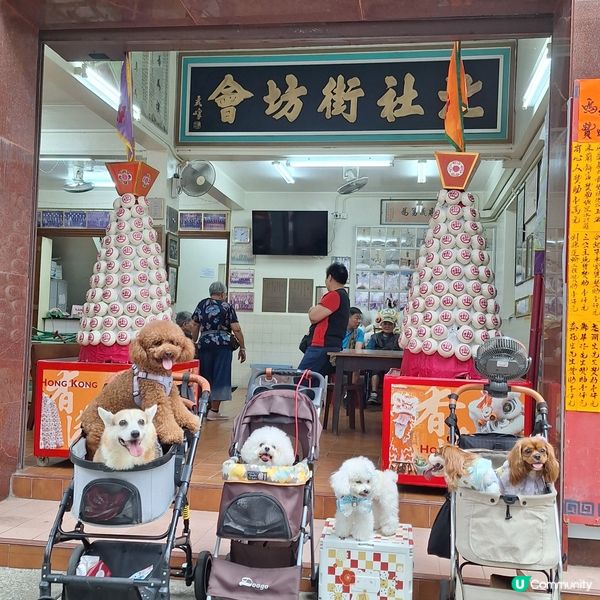 香港節慶，文化躍動！人寵飄色🥳