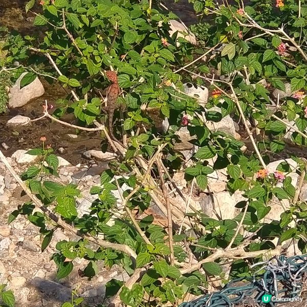 探索林村河