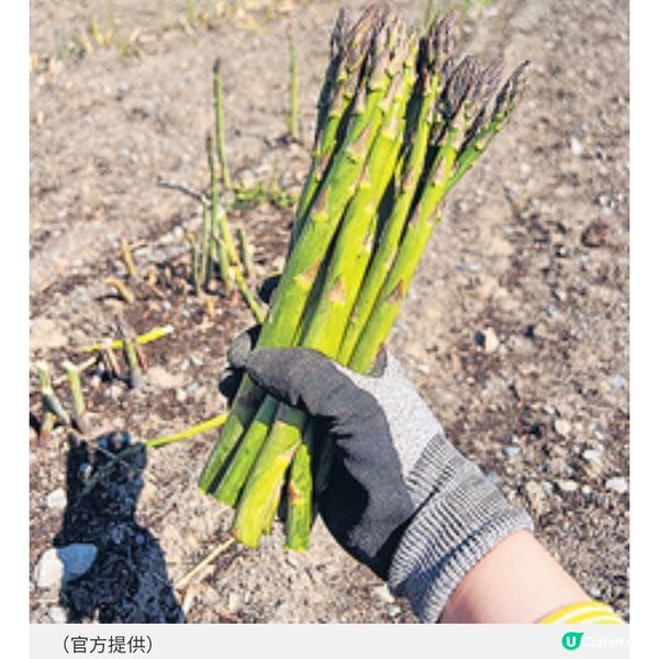 北海道NOZO Hotel獨有體驗感受富良野採摘蘆筍農家樂