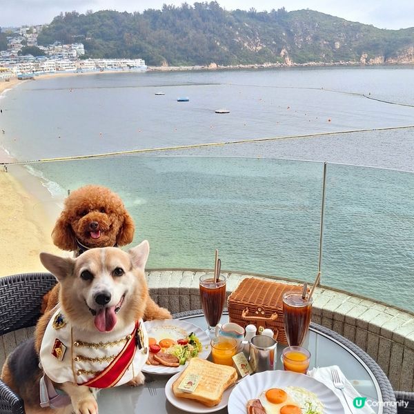 長洲華威酒店🐶🌊  寵主必選！