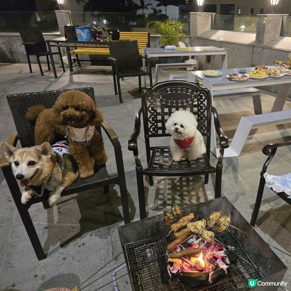 長洲華威酒店🐶🌊  寵主必選！