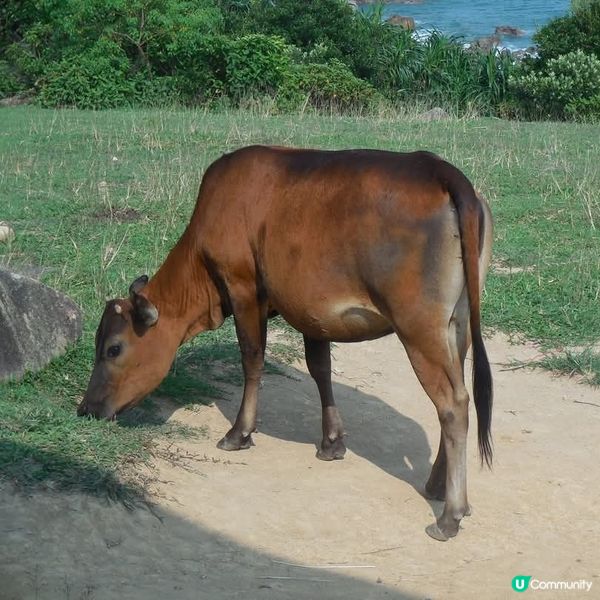 親親香港大自然👉塔門🤗