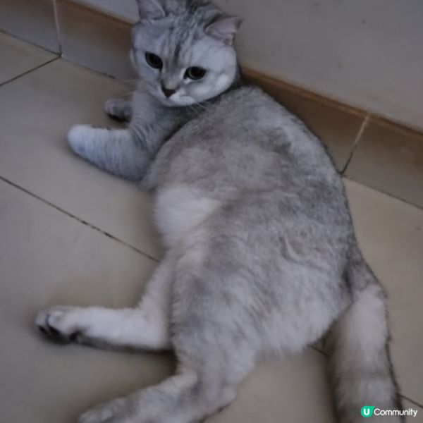 主子大曬豪華臀🐱