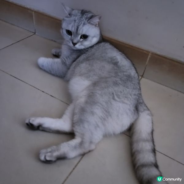 主子大曬豪華臀🐱