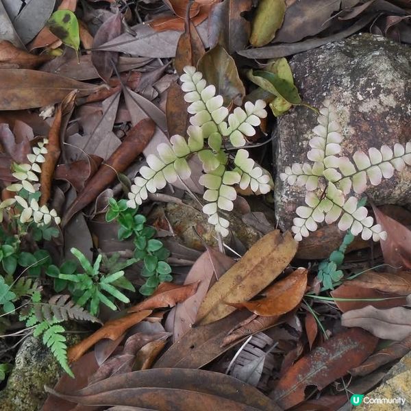 非凡體驗🥳昂坪棧道🤗