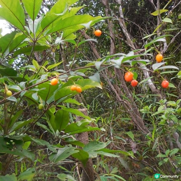 非凡體驗🥳昂坪棧道🤗