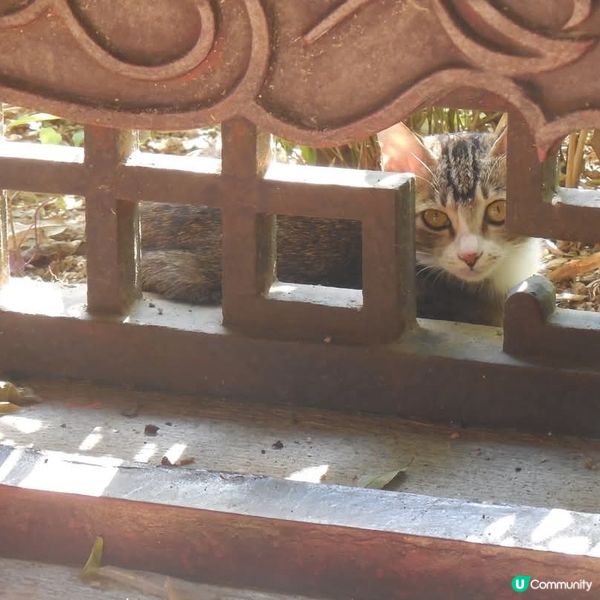 嶺南之風眾生相🤗