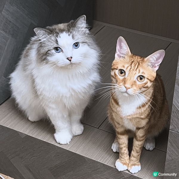 兩隻貓係薯餅同布布，唔好見張相咁乖坐定定，晚晚都追逐大戰20...