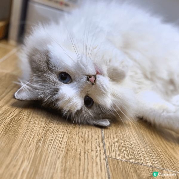 兩隻貓係薯餅同布布，唔好見張相咁乖坐定定，晚晚都追逐大戰20...