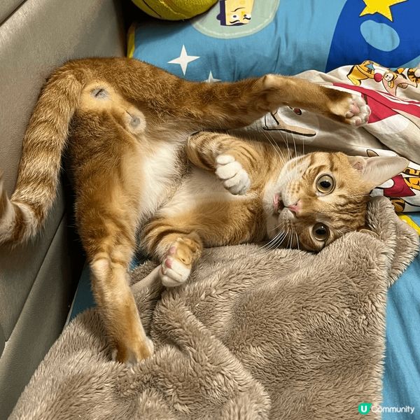 兩隻貓係薯餅同布布，唔好見張相咁乖坐定定，晚晚都追逐大戰20...