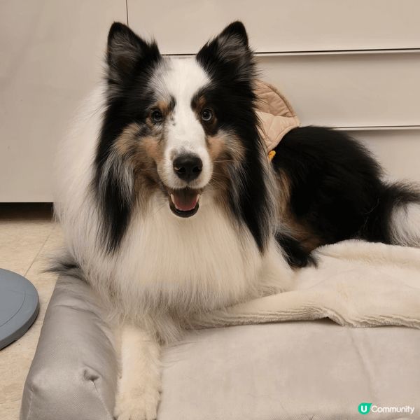 我係牧羊犬Lim，啲毛好長好厚，最怕香港春夏季時冷時熱，眼仔...