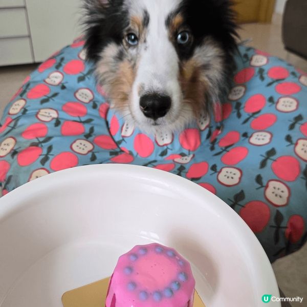 我係牧羊犬Lim，啲毛好長好厚，最怕香港春夏季時冷時熱，眼仔...