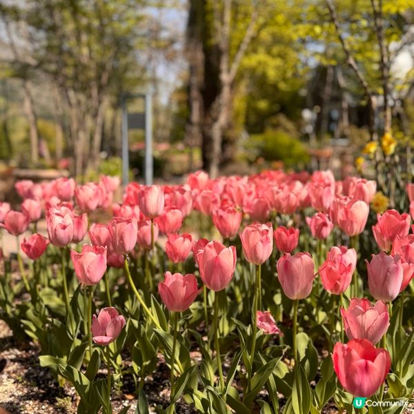 🇯🇵鳥取。大山住宿。北歐風小木屋～OLIF。