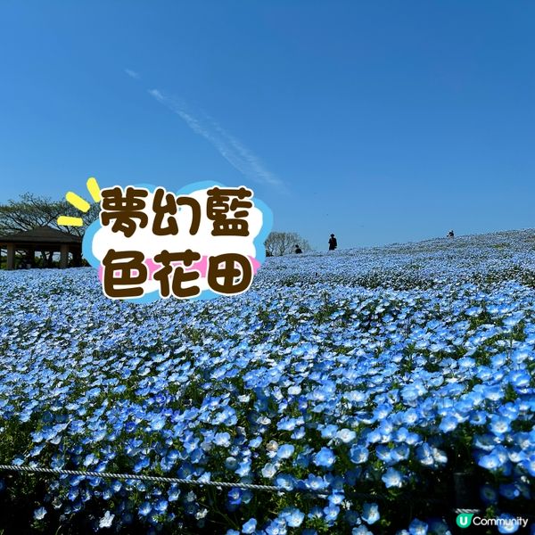 🌸福岡海中道🌸 一年四季花海盛放！夢幻粉藍粉蝶花｜