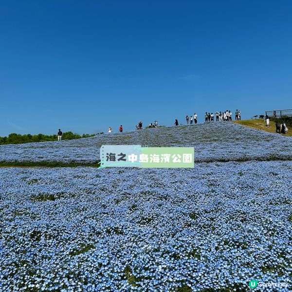 🌸福岡海中道🌸 一年四季花海盛放！夢幻粉藍粉蝶花｜