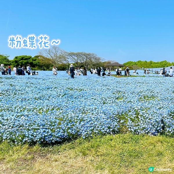 🌸福岡海中道🌸 一年四季花海盛放！夢幻粉藍粉蝶花｜