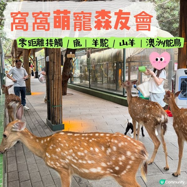 深圳寵物天堂！窩窩萌寵森友會🐶🐱🐰