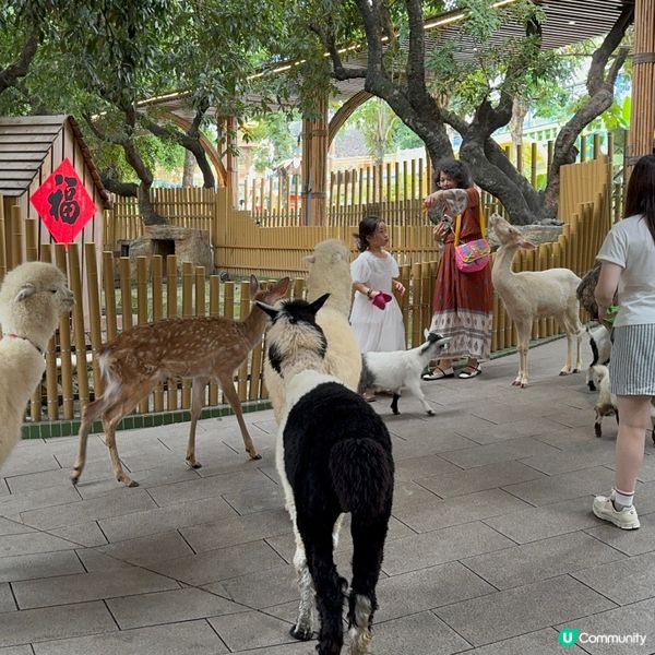 深圳寵物天堂！窩窩萌寵森友會🐶🐱🐰