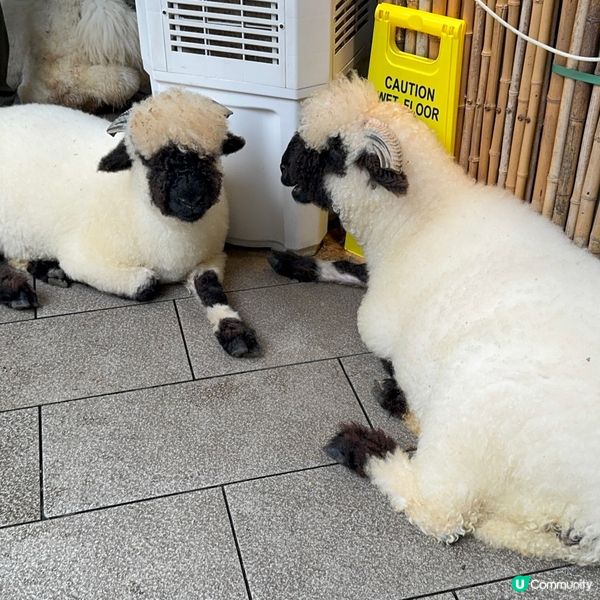 深圳寵物天堂！窩窩萌寵森友會🐶🐱🐰