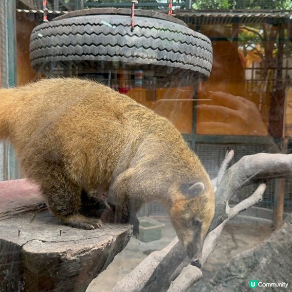 深圳寵物天堂！窩窩萌寵森友會🐶🐱🐰