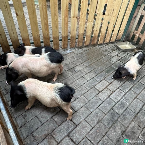 深圳寵物天堂！窩窩萌寵森友會🐶🐱🐰