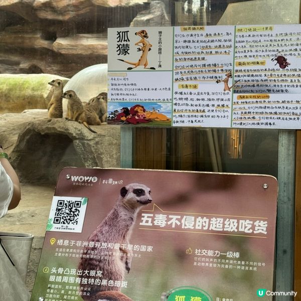 深圳寵物天堂！窩窩萌寵森友會🐶🐱🐰