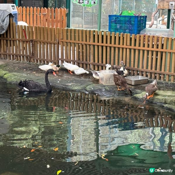 深圳寵物天堂！窩窩萌寵森友會🐶🐱🐰