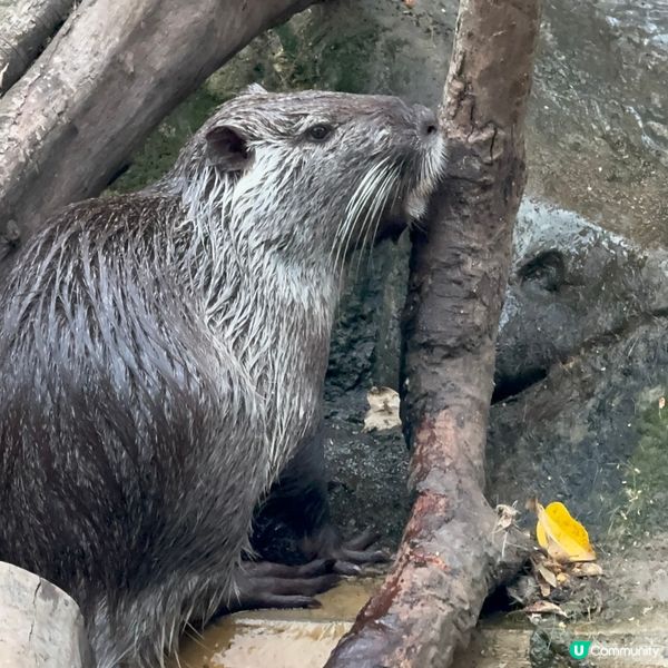 深圳寵物天堂！窩窩萌寵森友會🐶🐱🐰