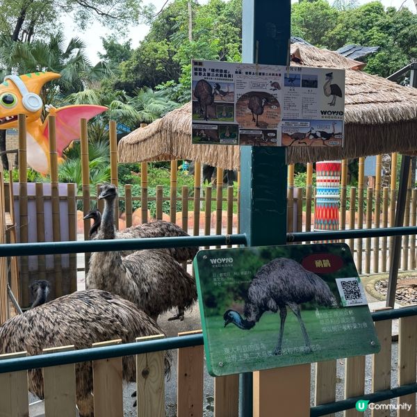 深圳寵物天堂！窩窩萌寵森友會🐶🐱🐰