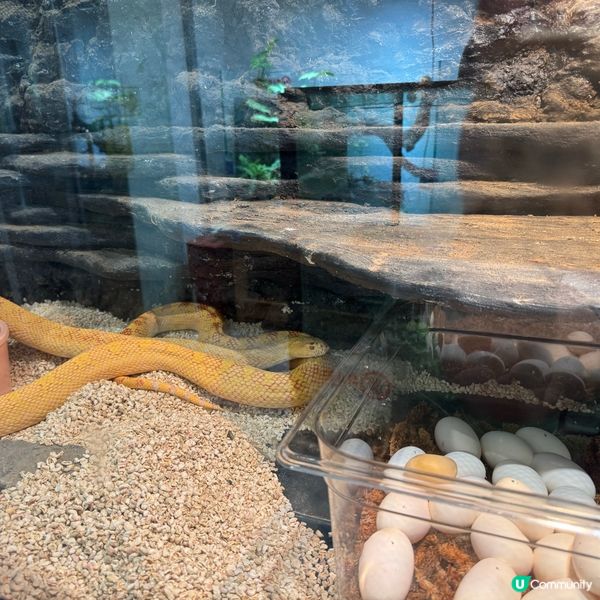 深圳寵物天堂！窩窩萌寵森友會🐶🐱🐰