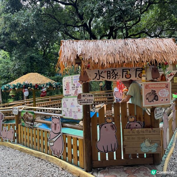 深圳寵物天堂！窩窩萌寵森友會🐶🐱🐰