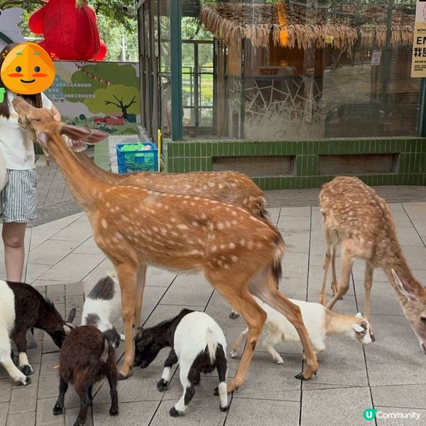 深圳寵物天堂！窩窩萌寵森友會🐶🐱🐰