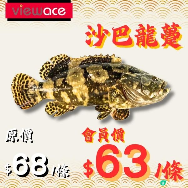 海鮮小百科：沙巴龍躉 🐟✨ 鮮味之王！