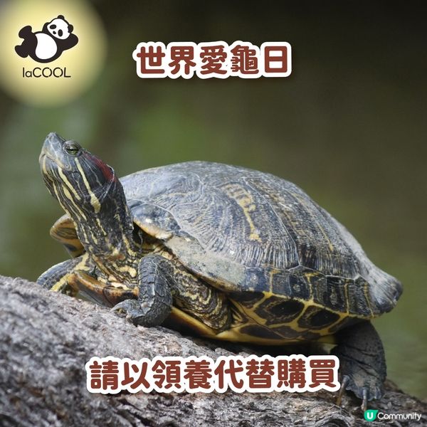 🐢今日係世界愛龜日！愛護龜龜，從你我做起！