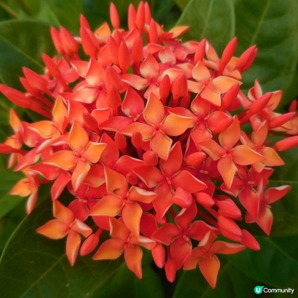 遊車河🚘@黃金海岸+畢架山