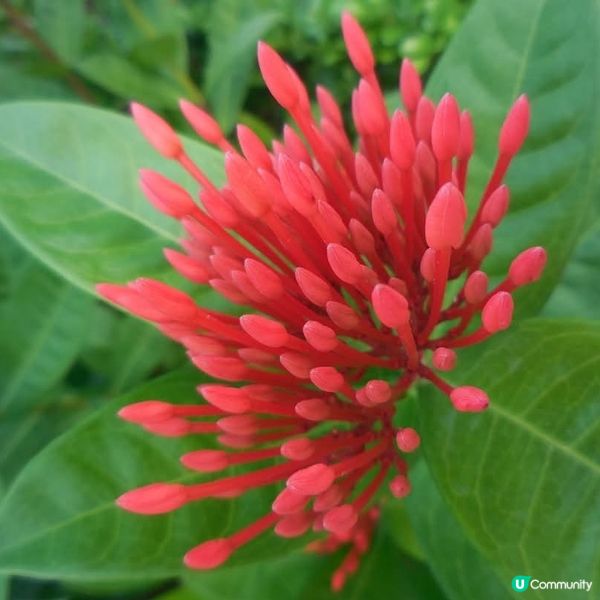 遊車河🚘@黃金海岸+畢架山