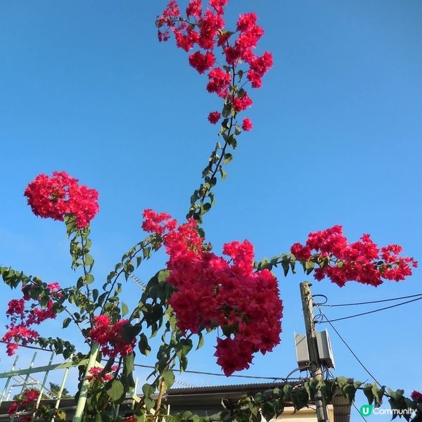 香港的美麗🥰油塘夕陽無限好🌄