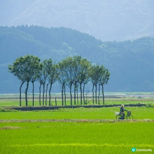 🌾 稻田綠油油，夏天就到啦！