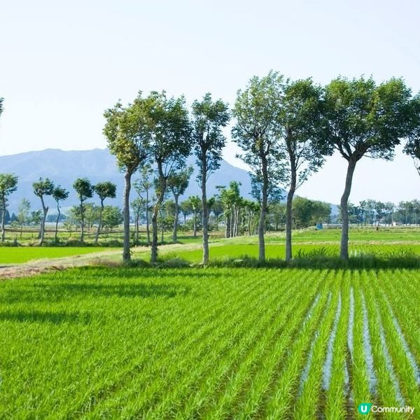 🌾 稻田綠油油，夏天就到啦！