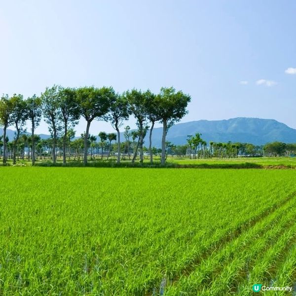 🌾 稻田綠油油，夏天就到啦！
